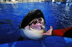 Killer Whale (Orcinus orca) Killer Whale (Orcinus orca)