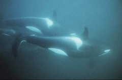 Killer Whales (Orcinus orca) Killer Whales (Orcinus orca)