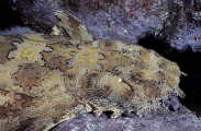 Ornate Wobbegong Shark (Orectolobus ornatus) Ornate Wobbegong Shark (Orectolobus ornatus)