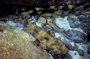 Ornate Wobbegong (Orectolobus ornatus) Ornate Wobbegong (Orectolobus ornatus)