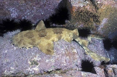 Ornate Wobbegong Shark (Orectolobus ornatus)
