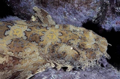 Ornate Wobbegong Shark (Orectolobus ornatus)