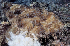 Ornate Wobbegong Shark (Orectolobus ornatus) Ornate Wobbegong Shark (Orectolobus ornatus)