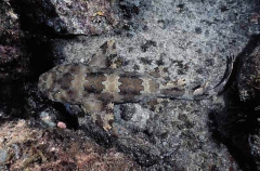 Ornate Wobbegong Shark (Orectolobus ornatus)
