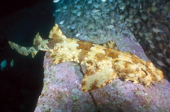 Ornate Wobbegong Shark (Orectolobus ornatus) Ornate Wobbegong Shark (Orectolobus ornatus)