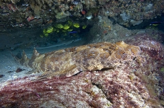 Ornate Wobbegong Shark (Orectolobus ornatus) Ornate Wobbegong Shark (Orectolobus ornatus)