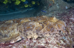 Ornate Wobbegong Shark (Orectolobus ornatus) Ornate Wobbegong Shark (Orectolobus ornatus)