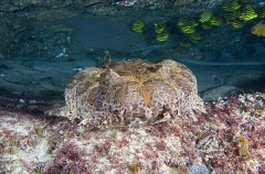 Ornate Wobbegong Shark (Orectolobus ornatus) Ornate Wobbegong Shark (Orectolobus ornatus)