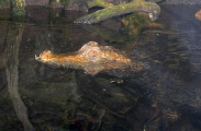 Cuvier's Dwarf Caiman (Paleosuchus palpebrosus) Cuvier's Dwarf Caiman (Paleosuchus palpebrosus)