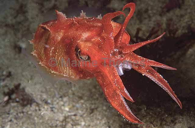Reaper Cuttle (Sepia mestus) red fingers angry rage raging attack attacking  tentacles tenticles hand grasping grabbing hovering Cephalopods Archives -  MarineThemes Stock Photo Library
