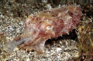 Papuan Cuttlefish (Sepia papuensis) Papuan Cuttlefish (Sepia papuensis)