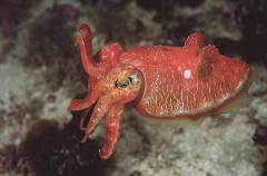 Reaper Cuttle (Sepia mestus)