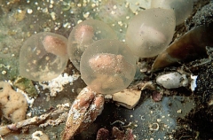 Southern Cuttlefish (Sepia sp.) Southern Cuttlefish (Sepia sp.)