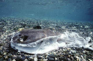 Stingray carcass with flaps removed. Stingray carcass with flaps removed.