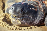 Leatherback Turtle (Dermochelys coriacea) Leatherback Turtle (Dermochelys coriacea)
