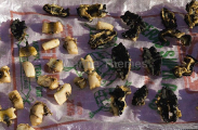Giant Clam meat (Tridacnidae family) Giant Clam meat (Tridacnidae family)