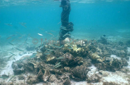 Giant clam shells lying next to mooring pole where they have been discarded after meat has been removed for drying and sale.