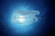 Plastic shopping bag drifting in open ocean currents. Plastic shopping bag drifting in open ocean currents.