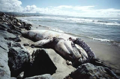 Gray Whale (Eschrichtius robustus) Gray Whale (Eschrichtius robustus)