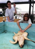 Loggerhead Turtle (Caretta caretta) Loggerhead Turtle (Caretta caretta)