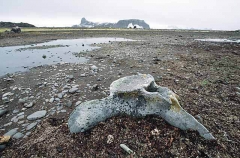 Whale vertebrae on shore of Aitcho Island, Antarctica. Whale vertebrae on shore of Aitcho Island, Antarctica.