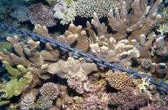 Ships anchor chain resting on hard corals on coral reef bommie.