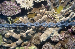 Ships anchor chain resting on hard corals on coral reef bommie.