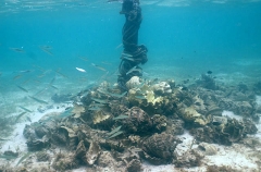 Giant clam shells lying next to mooring pole where they have been discarded after meat has been removed for drying and sale. Giant clam shells lying next to mooring pole where they have been discarded after meat has been removed for drying and sale.