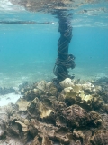 Giant clam shells lying next to mooring pole where they have been discarded after meat has been removed for drying and sale. Giant clam shells lying next to mooring pole where they have been discarded after meat has been removed for drying and sale.