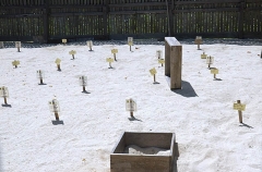 Turtle conservation sanctury hatchery. Green Turtle (Chelonia mydas) Turtle conservation sanctury hatchery. Green Turtle (Chelonia mydas)