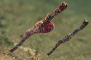 Velvet Ghost Pipefish (Solenostomus sp.) Velvet Ghost Pipefish (Solenostomus sp.)
