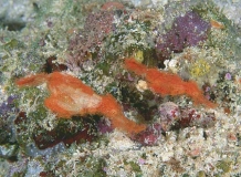 Hairy Ghost Pipefish (Solenostomus halimeda) Hairy Ghost Pipefish (Solenostomus halimeda)