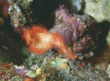 Hairy Ghost Pipefish (Solenostomus halimeda) Hairy Ghost Pipefish (Solenostomus halimeda)
