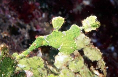Long-tail Ghost Pipefish (Solenostomus armatus)