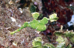Armored Ghost Pipefish Ghost Pipefish (Solenostomus armatus) Armored Ghost Pipefish Ghost Pipefish (Solenostomus armatus)