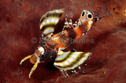 Twinspot Lionfish (Dendrochirus biocellatus) Twinspot Lionfish (Dendrochirus biocellatus)
