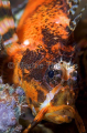 Twinspot Lionfish (Dendrochirus biocellatus)