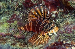 Zebra Lionfish (Dendrochirus zebra) Zebra Lionfish (Dendrochirus zebra)