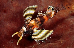 Twinspot Lionfish (Dendrochirus biocellatus) Twinspot Lionfish (Dendrochirus biocellatus)