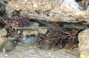 Stripe-legged Spiny Lobsters (Panulirus femoristriga) Stripe-legged Spiny Lobsters (Panulirus femoristriga)