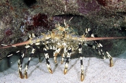Ornate Rock Lobster (Panulirus ornatus) Ornate Rock Lobster (Panulirus ornatus)