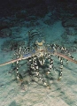 Ornate Rock Lobster (Panulirus ornatus) Ornate Rock Lobster (Panulirus ornatus)