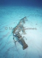 Caribbean Spiny Lobsters (Panulirus argus) Caribbean Spiny Lobsters (Panulirus argus)