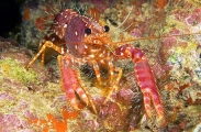 Western Lobster (Enoplometopus occidentalis) Western Lobster (Enoplometopus occidentalis)
