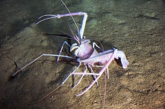 Deep Sea Lobster (Nephropidae sp.)