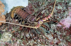 Stripe-legged Spiny Lobster (Panulirus femoristriga) Stripe-legged Spiny Lobster (Panulirus femoristriga)