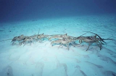 Caribbean Spiny Lobsters (Panulirus argus)
