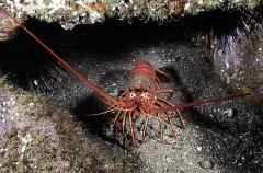 Californian Spiny Lobster (Panulirus interruptus) Californian Spiny Lobster (Panulirus interruptus)