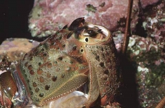 Californian Spiny Lobster (Panulirus interruptus) Californian Spiny Lobster (Panulirus interruptus)
