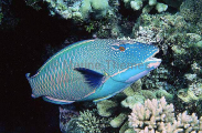 Bicolour Parrotfish (Cetoscarus bicolor) Bicolour Parrotfish (Cetoscarus bicolor)